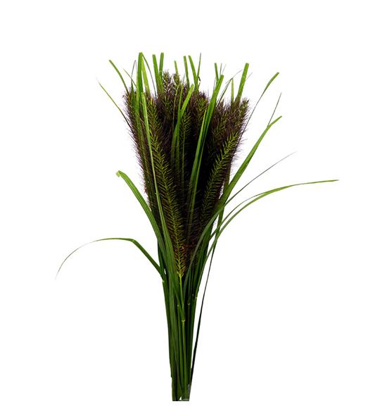 Pennisetum black fox 70 x25 - PENBLAFOX