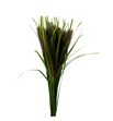 Pennisetum black fox 70 x25 - PENBLAFOX