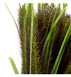 Pennisetum black fox 70 x25 - PENBLAFOX1