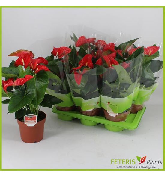 Pl. anthurium floriclone koro x6 60cm - ANTFLOKOR61760