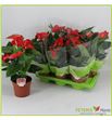 Pl. anthurium floriclone koro x6 60cm - ANTFLOKOR61760