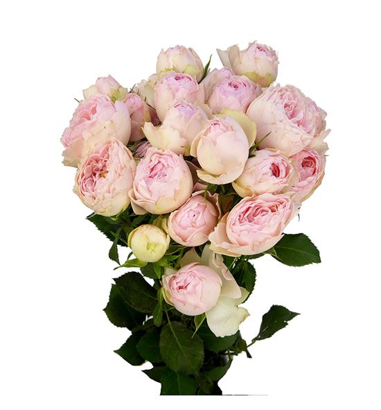 Rs ramificada mansfield park 50 - RTRMANPAR