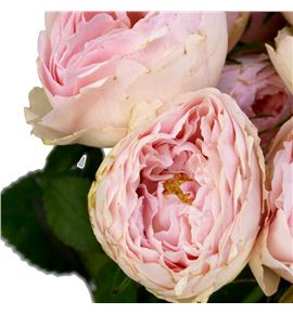 Rs ramificada mansfield park 50 - RTRMANPAR Rs ramificada mansfield park 50 - RTRMANPAR