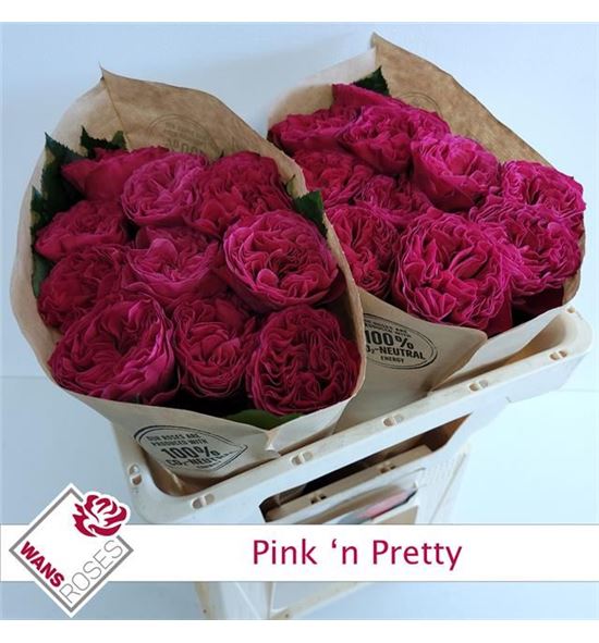 Rosa hol pink pretty 50 - RGRPINPRE