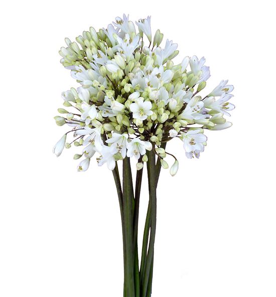 Agapanthus white grace 75 - AGASPA