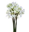 Agapanthus white grace 75 - AGASPA