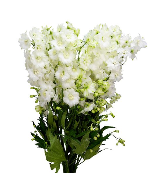 Delphinium centur white 50 - DELCENWHI