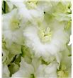 Delphinium centur white 50 - DELCENWHI1