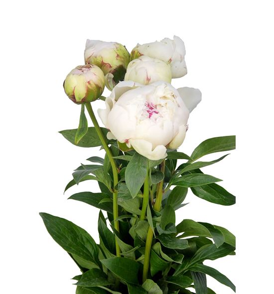 Paeonia bowl of cream 55 - PAEBOWCRE