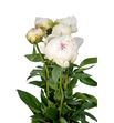 Paeonia bowl of cream 55 - PAEBOWCRE