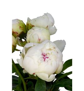 Paeonia bowl of cream 55 - PAEBOWCRE