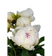 Paeonia bowl of cream 55 - PAEBOWCRE1