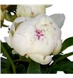 Paeonia bowl of cream 55 - PAEBOWCRE2