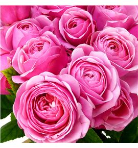 Rs ramificada silva pink 60 - RTRSILPIN