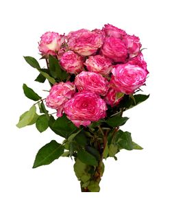 Rs ramificada eyeopenener 50 - RTREYE