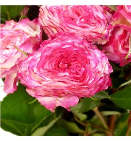 Rs ramificada eyeopenener 50 - RTREYE