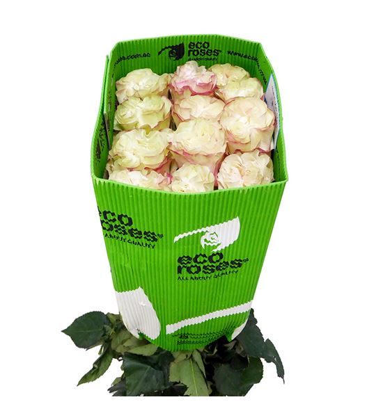 Rosa ecu country candy 60 - RECOUCAN