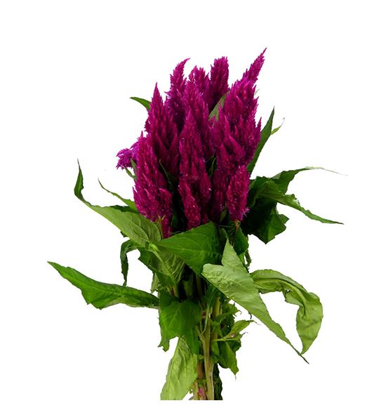 Celosia plumosa century rose 60 - CELPLUCENROS