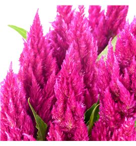 Celosia plumosa century rose 60 - CELPLUCENROS