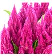 Celosia plumosa century rose 60 - CELPLUCENROS1