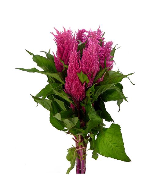 Celosia plumosa royal rose 60 - CELPLUROYPIN