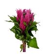 Celosia plumosa royal rose 60 - CELPLUROYPIN