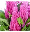 Celosia plumosa royal rose 60 - CELPLUROYPIN1