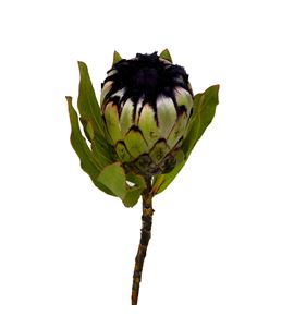 Protea niobe 40 - PRONIO