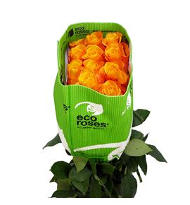 Rosa ecu aloha 60 - REALO