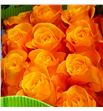 Rosa ecu aloha 60 - REALO1