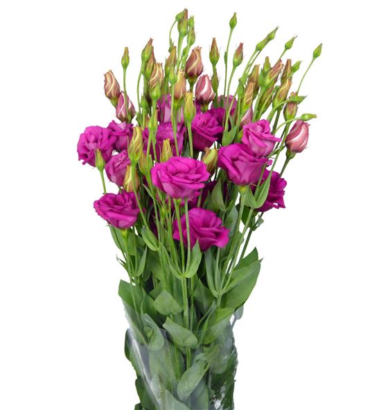 Lisianthus fucsia - LISFUC