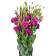 Lisianthus fucsia - LISFUC