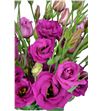 Lisianthus fucsia - LISFUC1