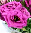 Lisianthus fucsia - LISFUC2