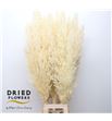 Dried cortaderia silver blanca - DRICORSILBLA