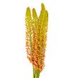 Eremurus orange prin 110 - ERECLE