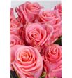 Rosa hol. cadillac 80 - RGRCAD1