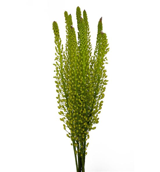 Eremurus shel ye sun 115 - ERESHEYESUN