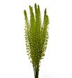 Eremurus shel ye sun 115 - ERESHEYESUN