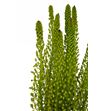 Eremurus shel ye sun 115 - ERESHEYESUN1