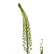 Eremurus shel ye sun 115 - ERESHEYESUN2