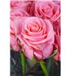 Rosa hol. cadillac 80 - RGRCAD2