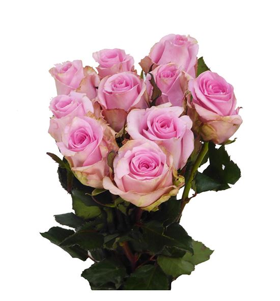 Rosa hol jessika 50 - RGRJES