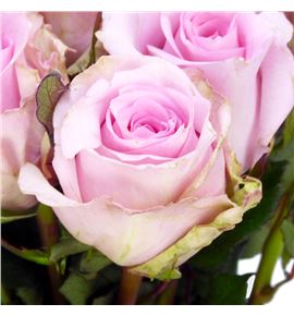 Rosa hol jessika 50 - RGRJES