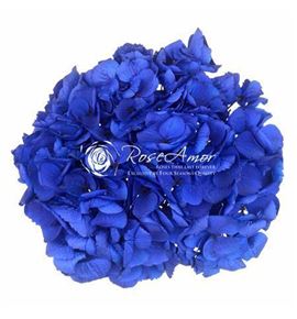 Hortensia preservada blue 03 - HYDPREBLU03