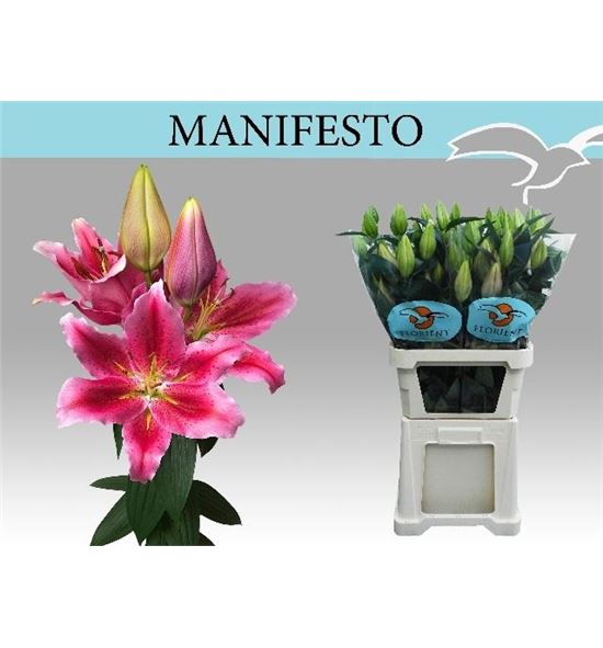 Lilium oriental hol manifesto 90 - LOHMAN