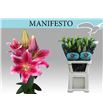 Lilium oriental hol manifesto 90 - LOHMAN