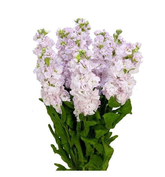 Matthiola anytime rose 55 - MATANYROS