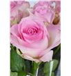 Rosa hol. avalanche sorbet 70 - RGRAVASOR2