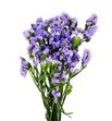 Statice hol malva 60 - STAMAL